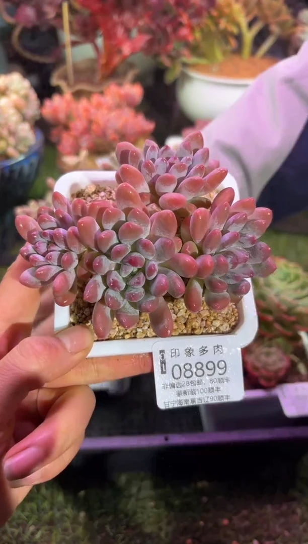 【闪购商品】08899