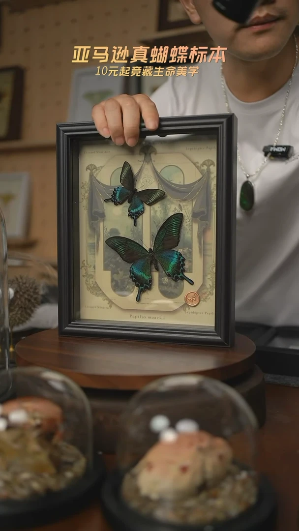 绿带翠凤蝶春型+夏型