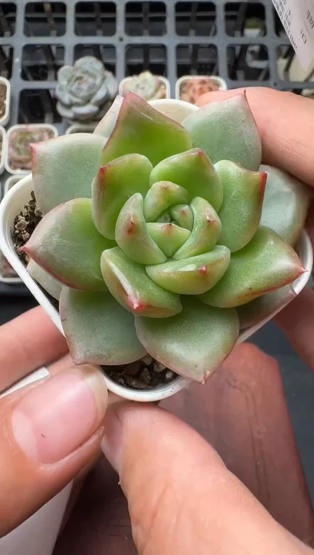 727M带盆土发 当场拍3颗以上包柚 多肉植物 一物一拍