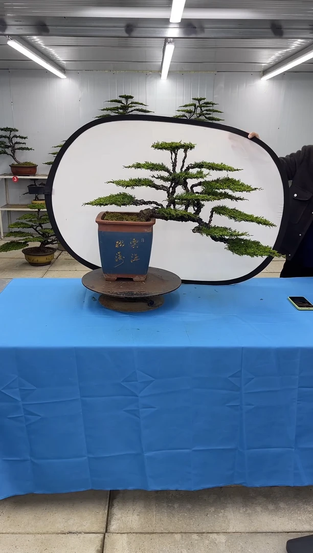 无花朵00000000000