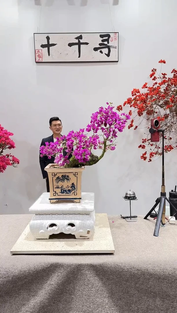 完全开放小叶紫三角梅