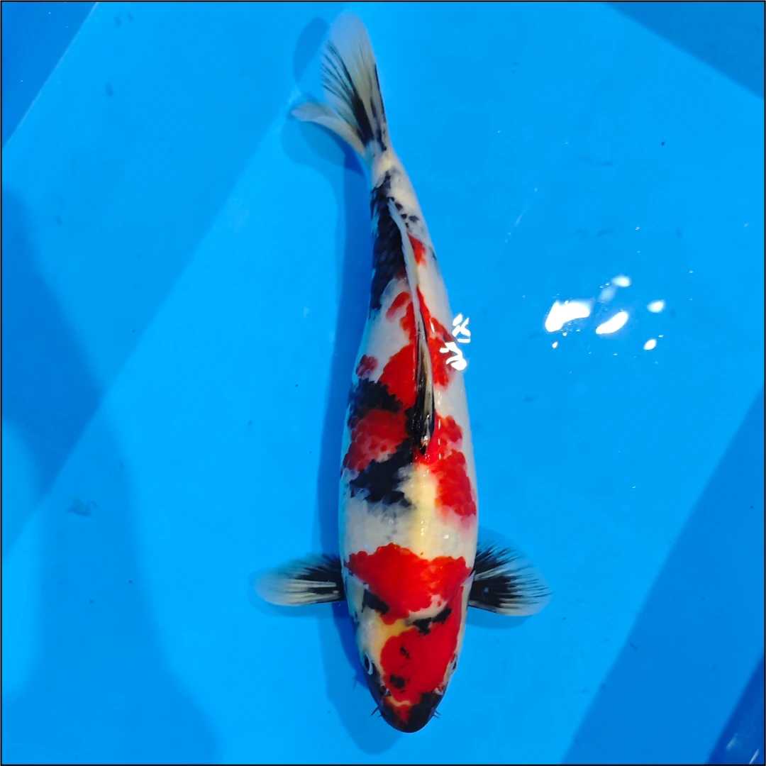 编号250119-18 锦鲤鱼35cm【海怡】出品