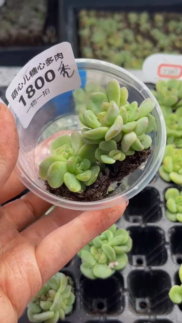 1800 T秃多肉植物