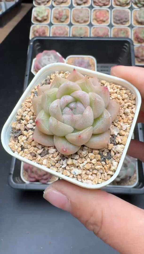 【闪购商品】300号一物一拍珍妮多肉花卉植物3颗起发