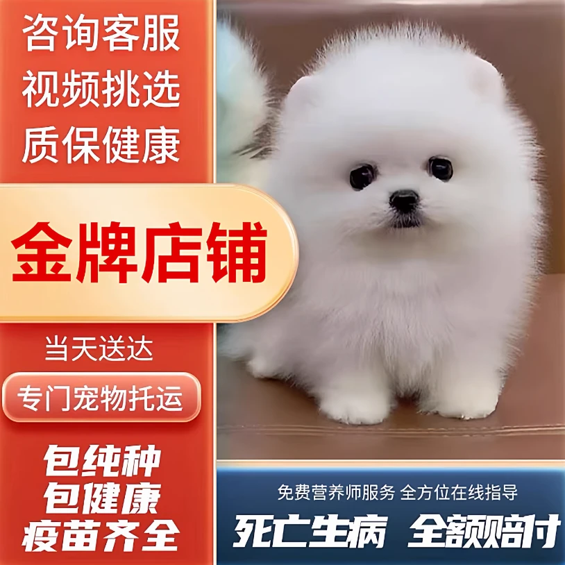 纯种博美幼犬茶杯犬长不大俊介小型犬活体可爱的比熊家养宠物狗狗