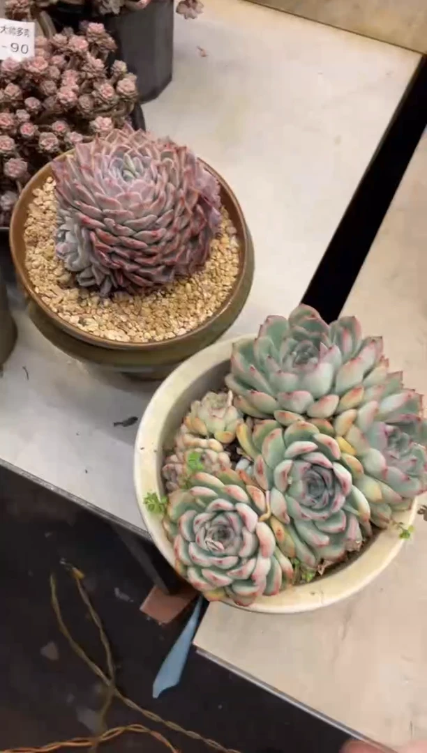 【闪购商品】2-110荷花波塞冬两颗