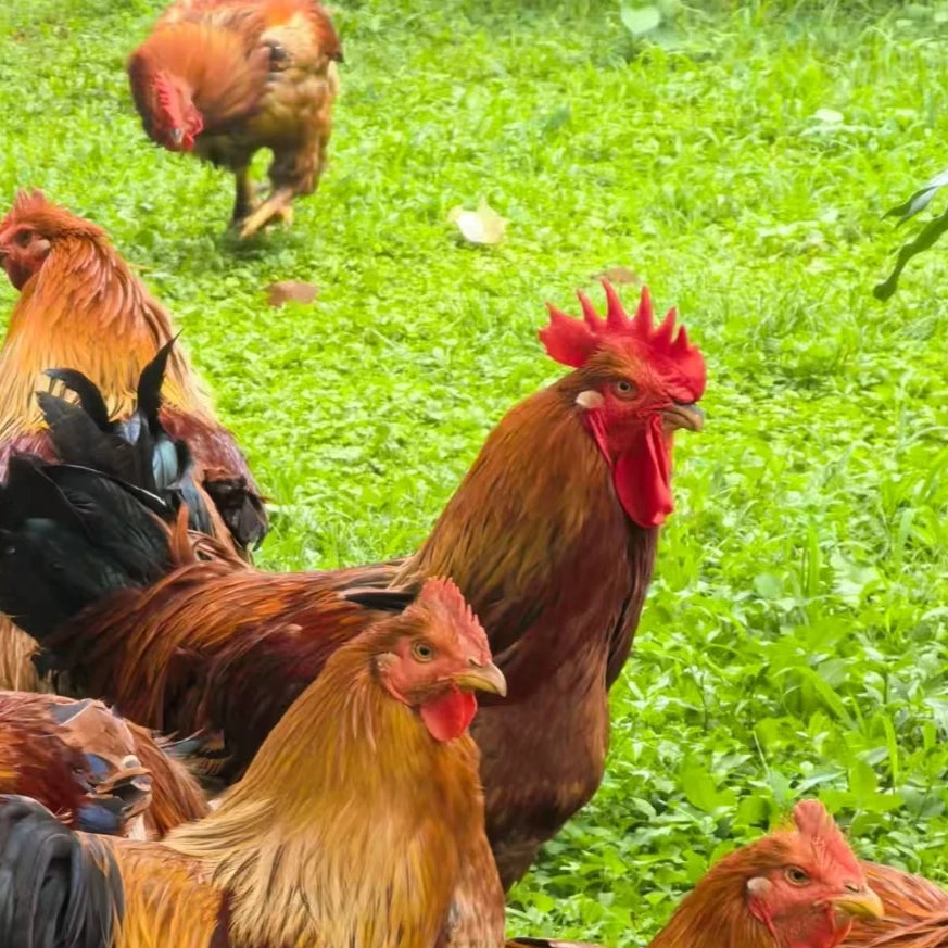 现场称重威宁农户散养土杂鸡 纯散养 包邮发货