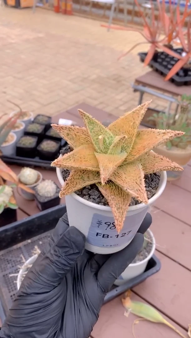 【闪购商品】园艺芦荟FB-127