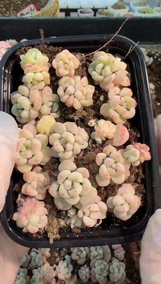 T秃 切糕1盒 量拍混发