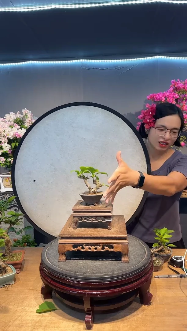 鲜**汁三角梅同安红