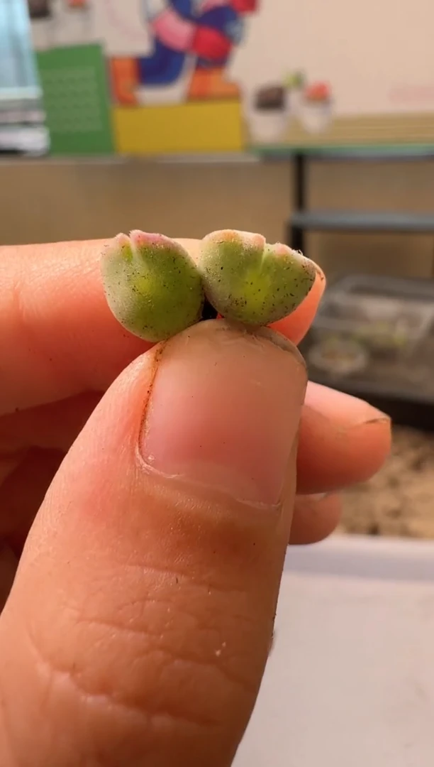 多肉植物肉锥4-275