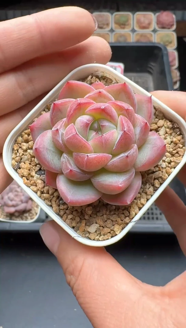 【闪购商品】160号 珍妮杂交多肉 花卉植物