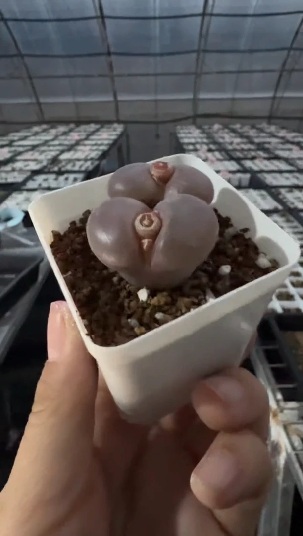 $*$肉锥多肉植物5-27