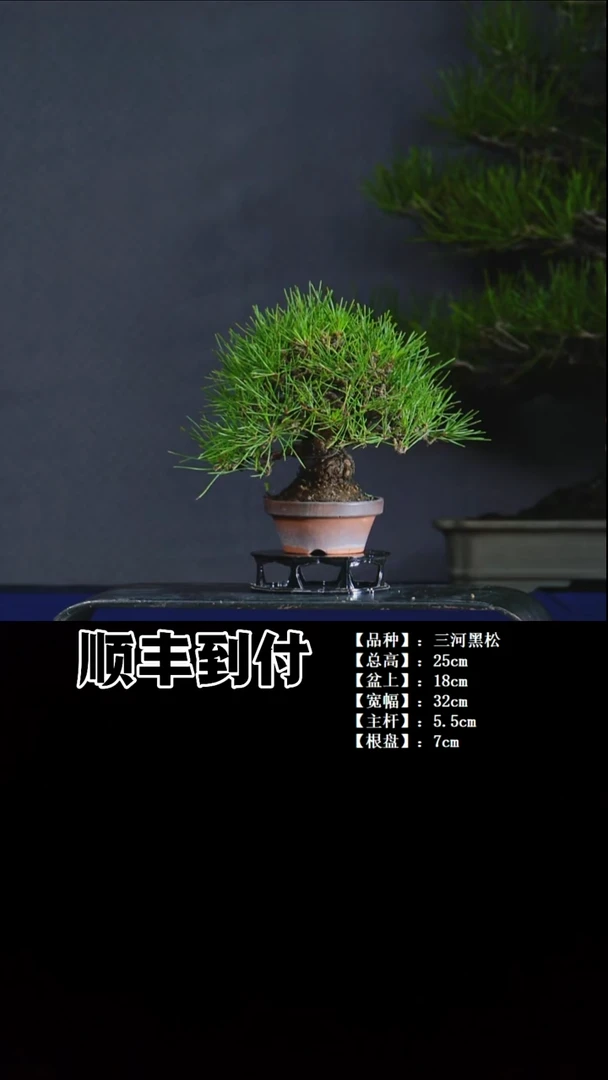 无花朵三河黑松bubaoyou