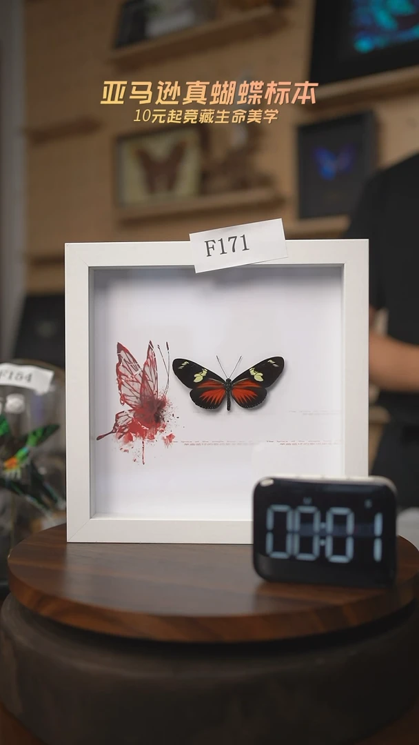 有机玻璃蝴蝶标本F171