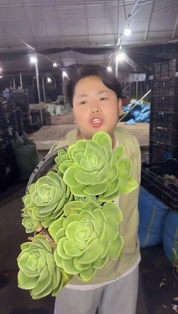 5头起超大辛娜塔9.99