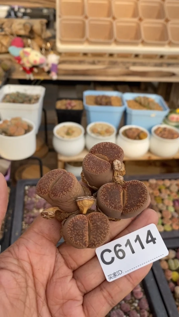 6114直播一物一拍