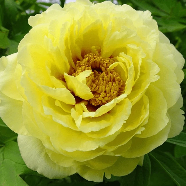 {皇冠}正宗洛阳重瓣牡丹花苗北方耐寒盆栽地栽室内庭院花卉牡丹苗