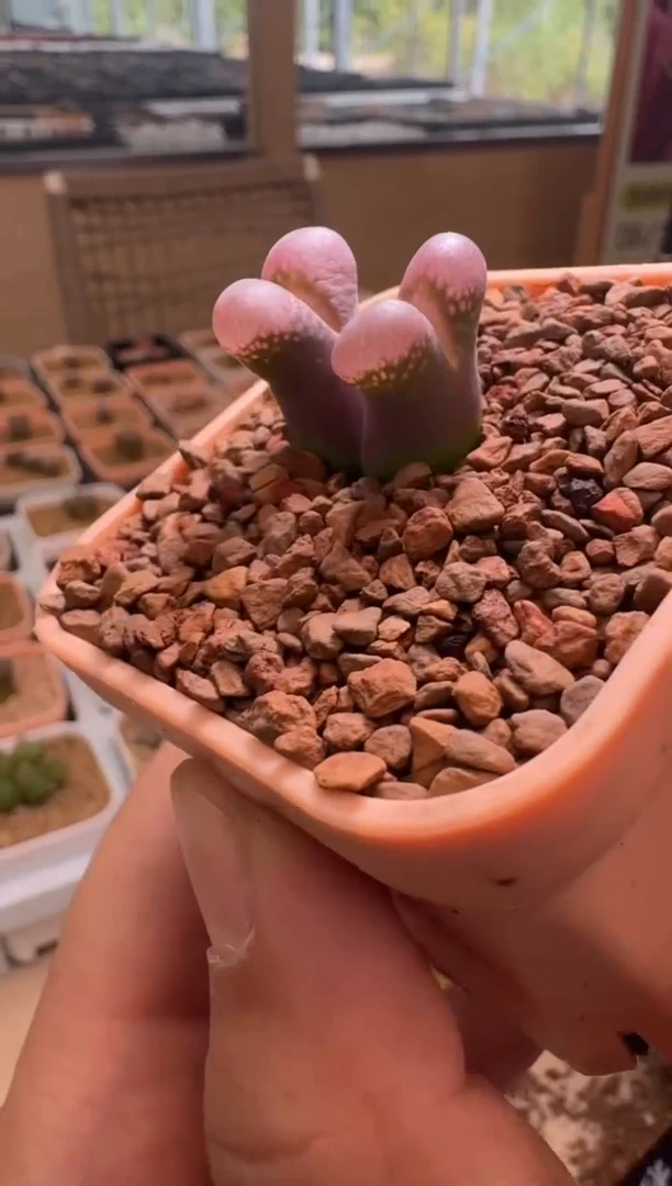 散*24美丽的多肉植物一颗