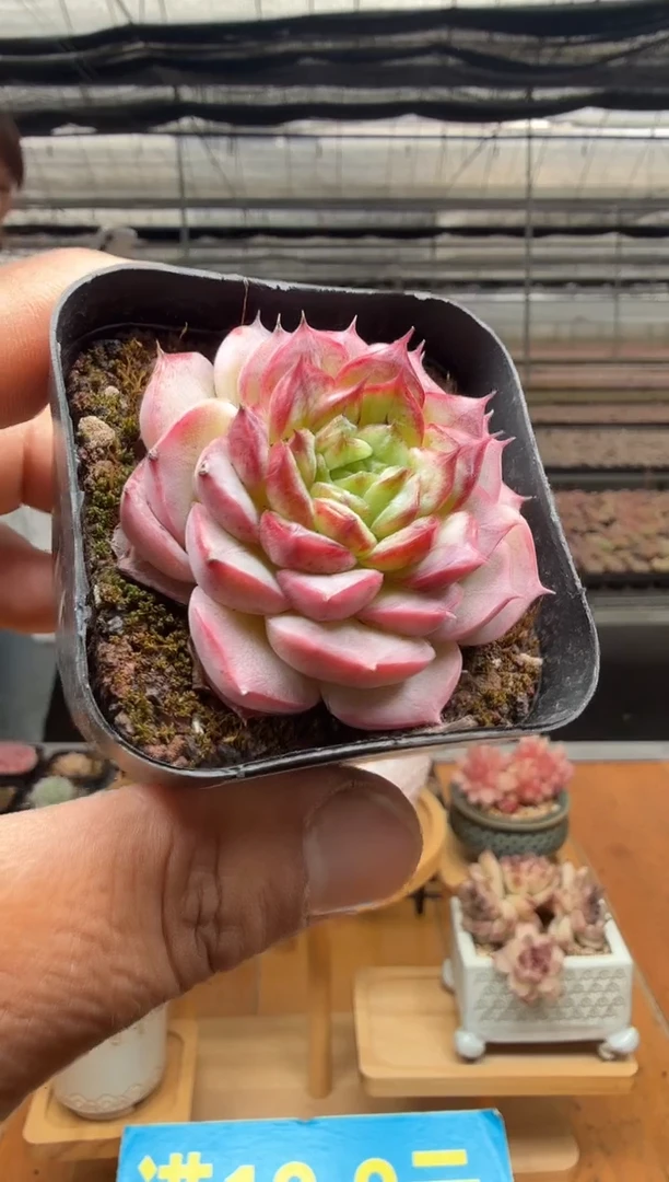 东云多肉园二店-84