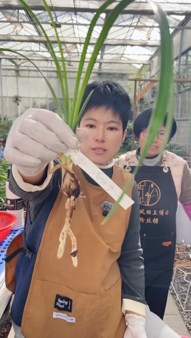 当前无花朵，栽培后可花朵7**z紫砂星，，，777z