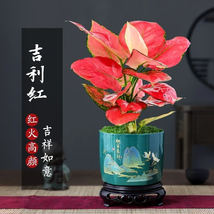吉利红盆栽如意皇后盆景植物竹芋室内客厅办公室桌面盆景绿植花卉