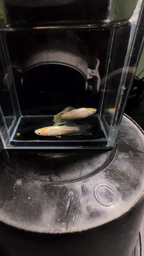 青鳉鱼观背青鳉观背青鳉544