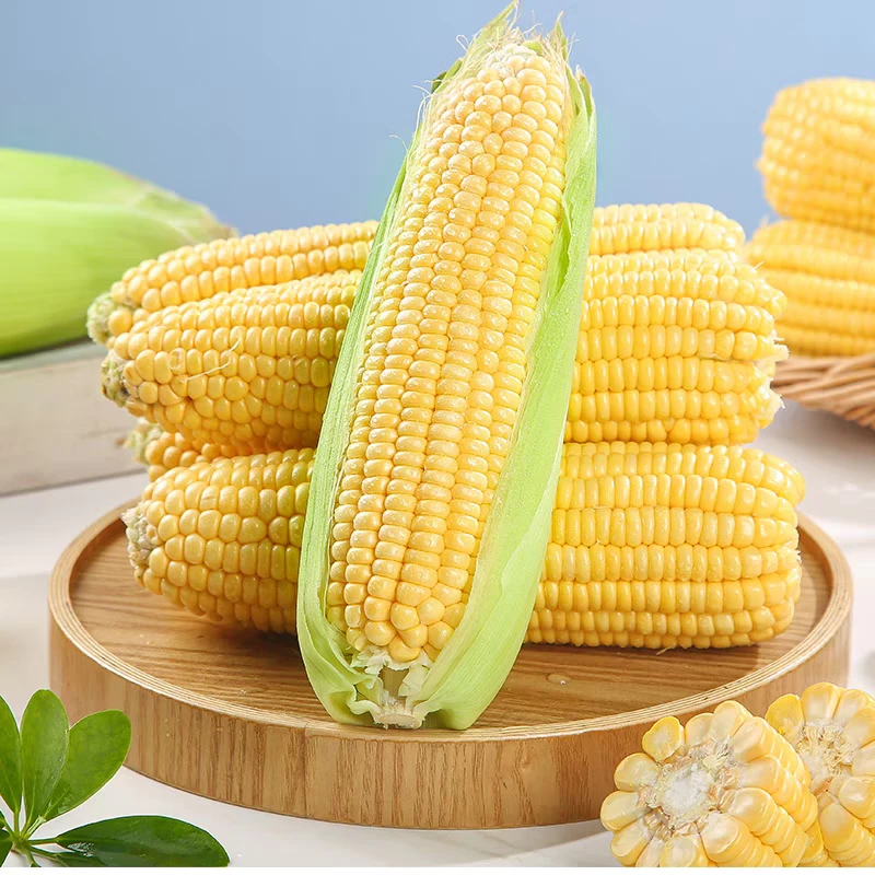 【净重5斤】云南昆明水果玉米微甜金黄软糯新鲜美味爆浆包谷