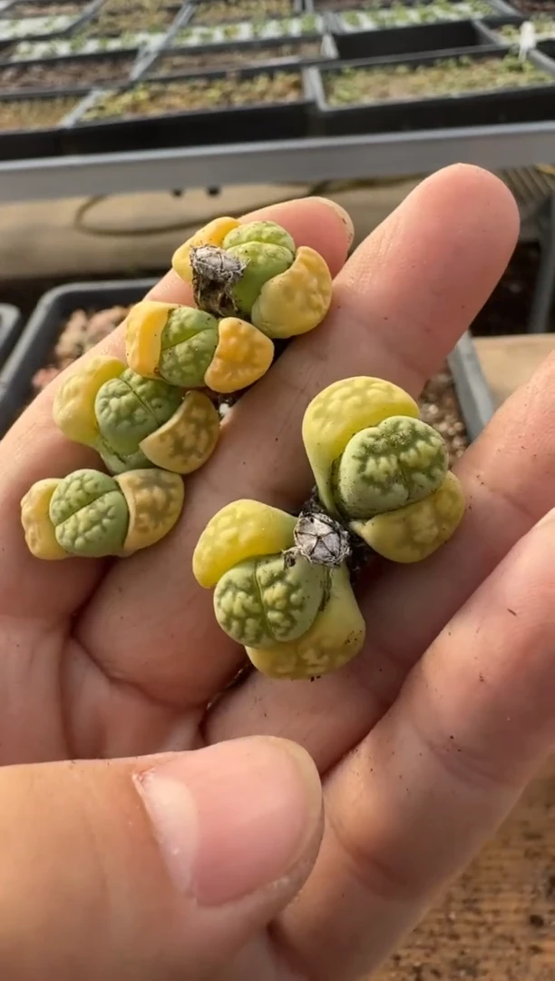 【闪购商品】7-239