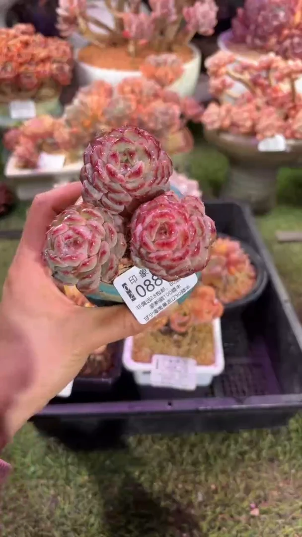 【闪购商品】08830脱土带盆