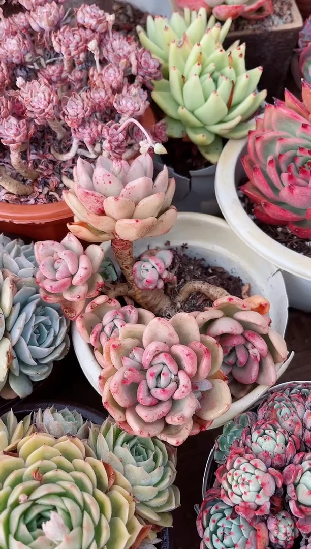 【闪购商品】23159