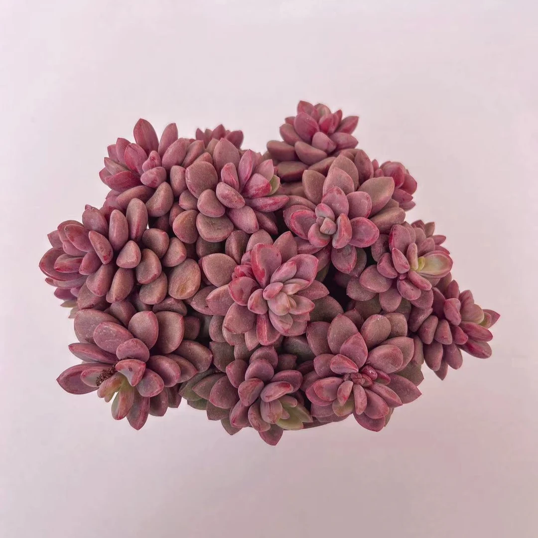 【紫星】买一送二 两单包邮 以直播为准 燕子多肉