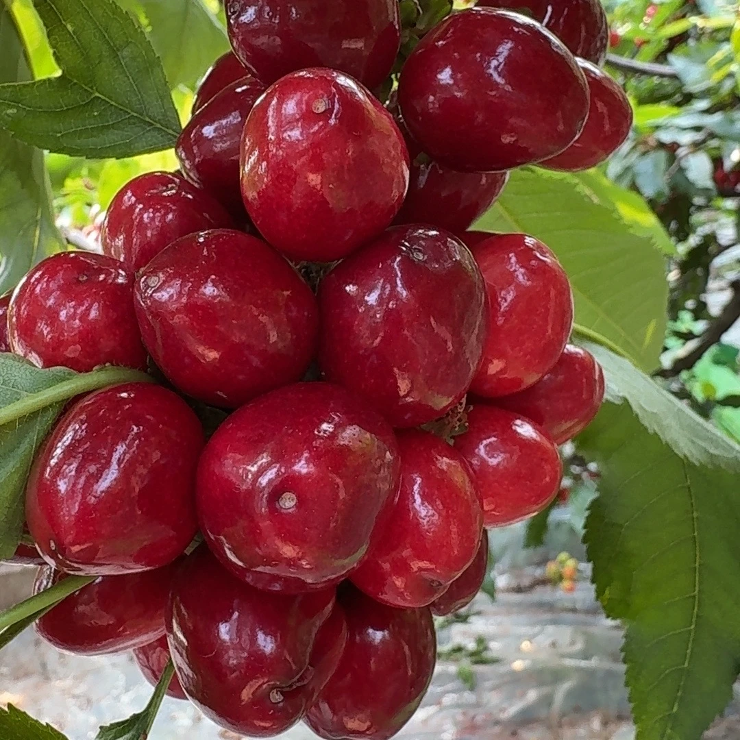 山东山东山东美早大樱桃鲜摘现发纯甜2J3斤冷顺丰空运 内附果径卡