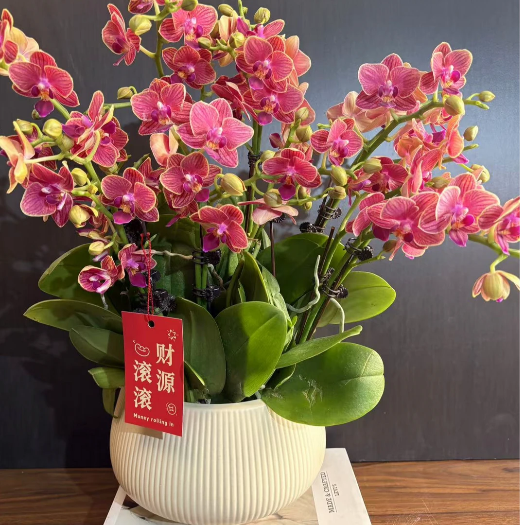 蝴蝶兰【金边玲珑】盆栽花卉观花植物室内厂家直销批发客厅清新