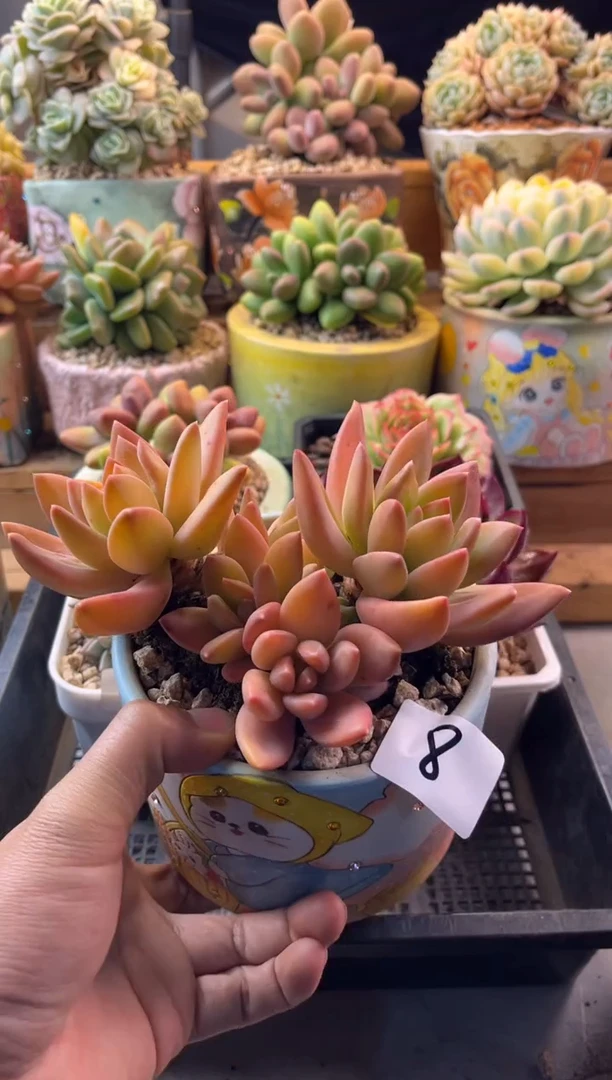 8海洋之歌11111111111111111