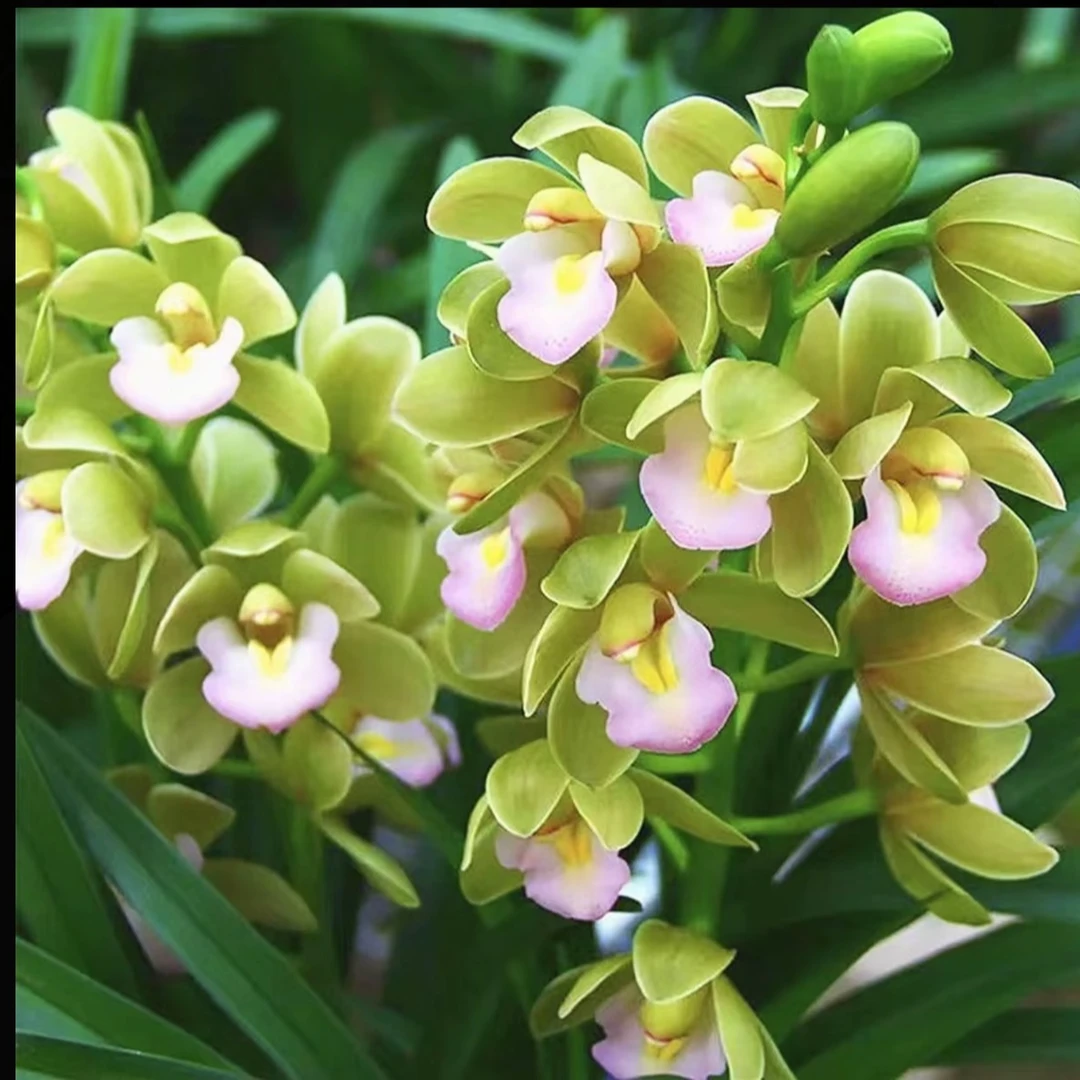 【香兰2-3花】浓香型好养易活室内外高端兰花花卉盆栽