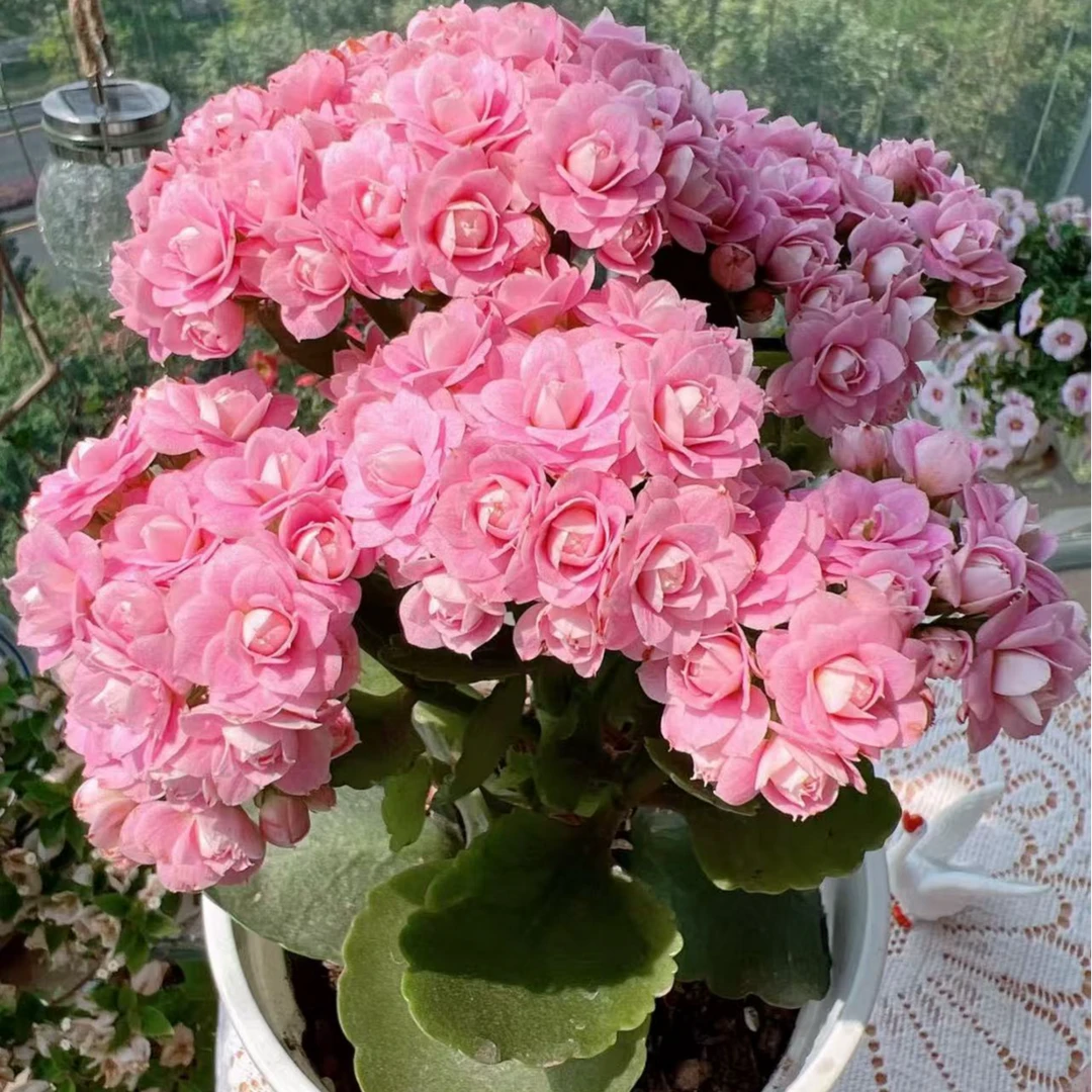 朱丽叶【120盆】~长寿花盆栽重瓣带花苞室内阳台易活懒人花