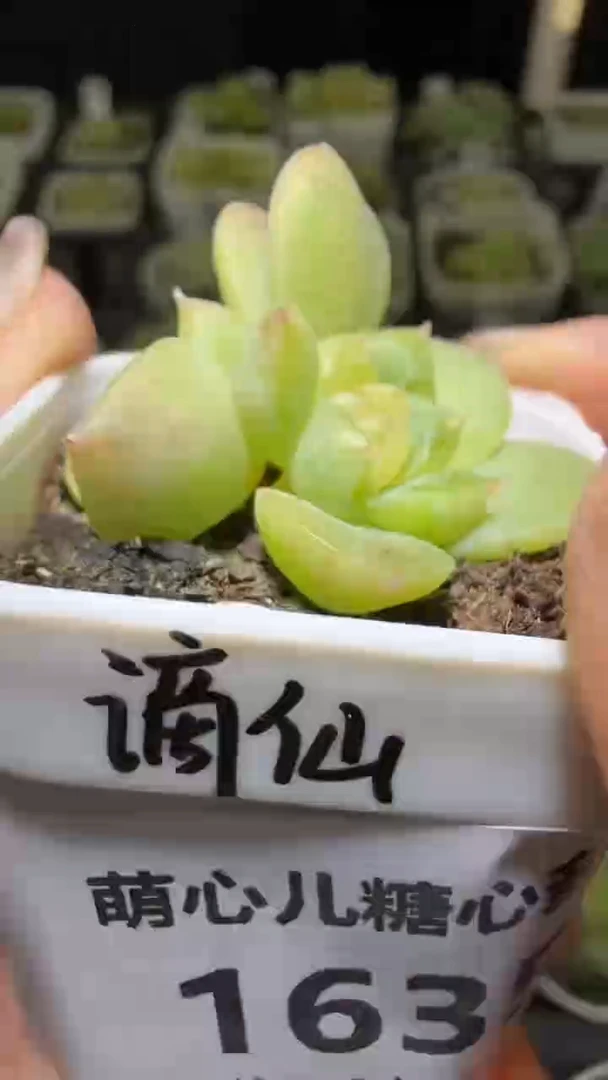 1635  谪仙多肉植物