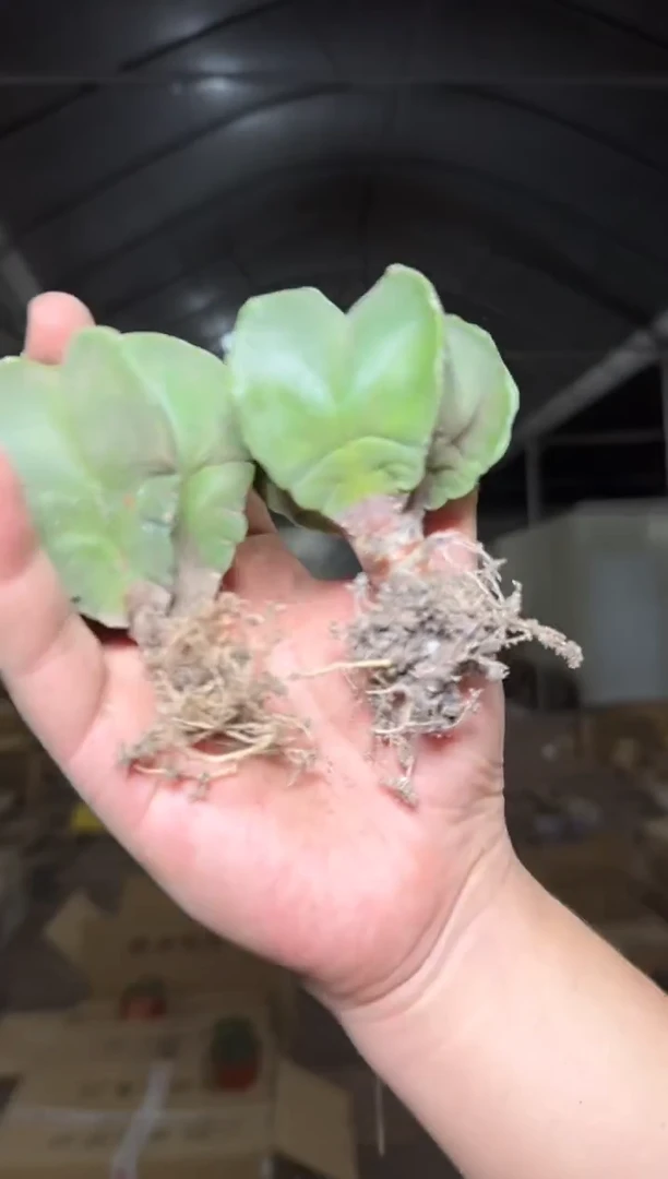 5颗 鸾凤玉 3-5cm 实生根