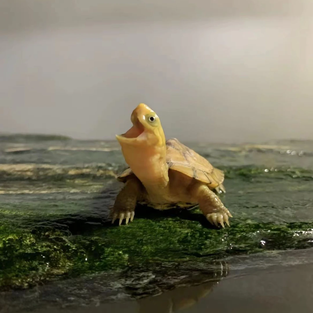 人工养殖佳灵龟宠 观赏龟直播链接(私自下单发龟粮50了)