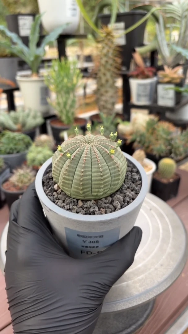 布纹球大戟FD-92