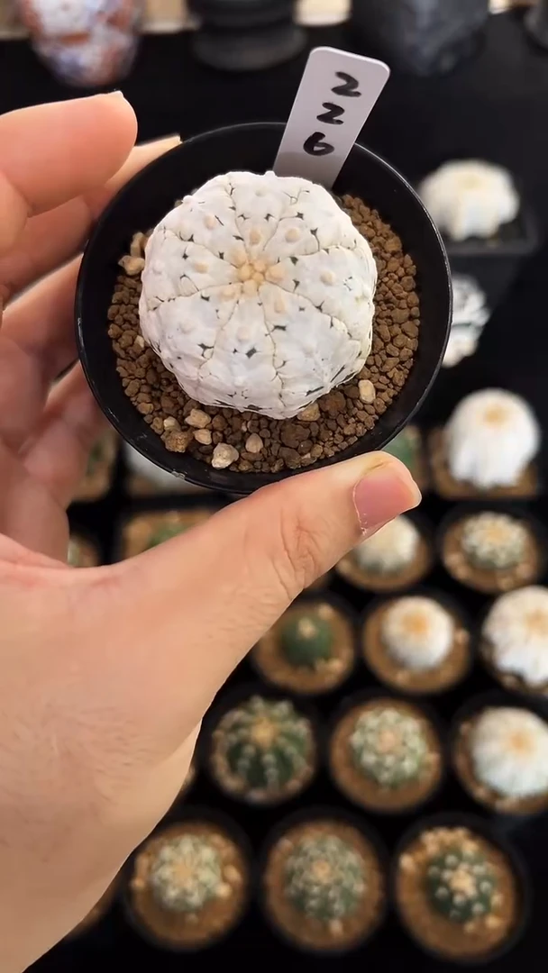 浓白海星V实生编码226