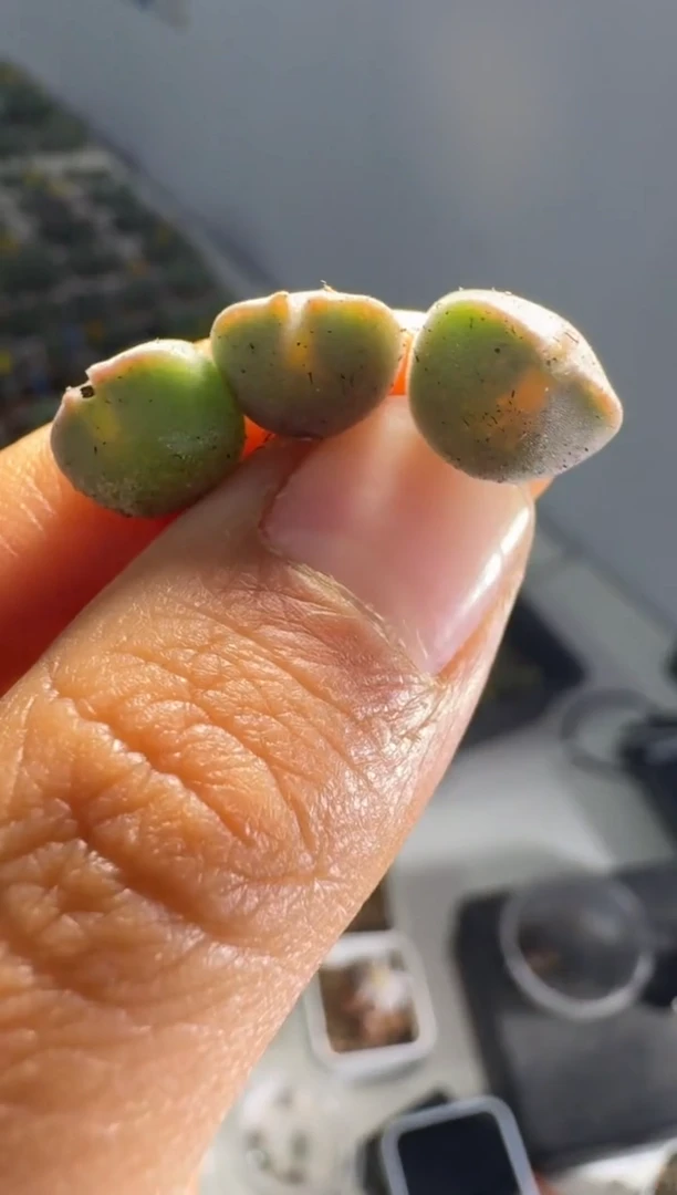 111多肉植物肉锥天使之翼一颗