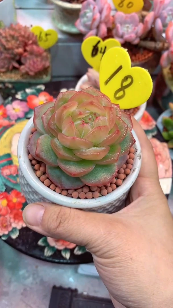 18 模特区u海洋之星