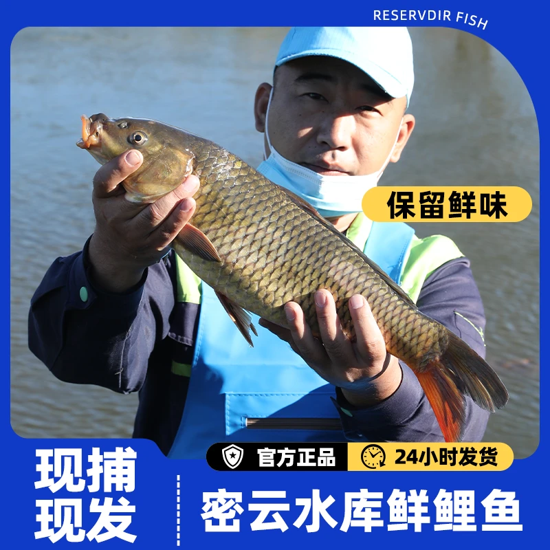 【鲤鱼】密之蓝天密云水库现捕现杀鲤鱼