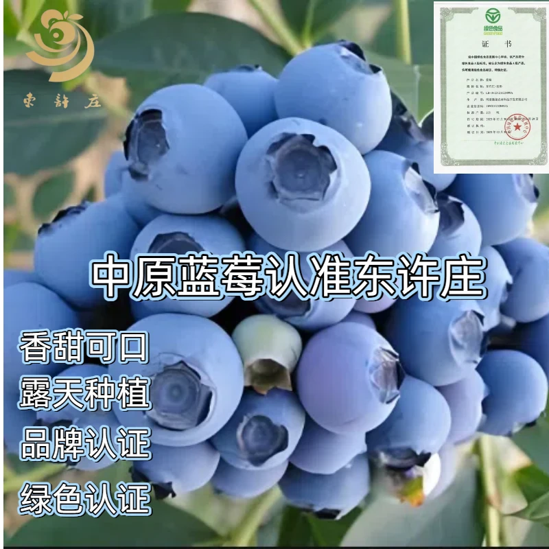 【河南头茬蓝莓到手9盒共2斤】顺丰京东中原花香蓝莓露天种植