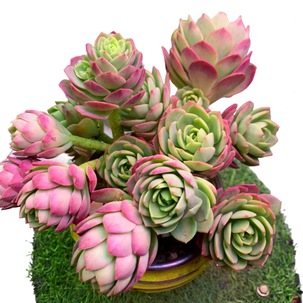 蔷薇玫瑰 新手好养 庭院 阳台 多肉植物