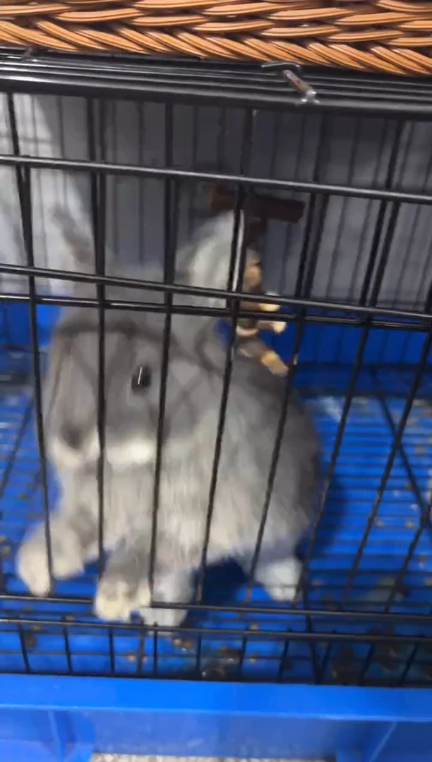 灯科鱼老李二世一条