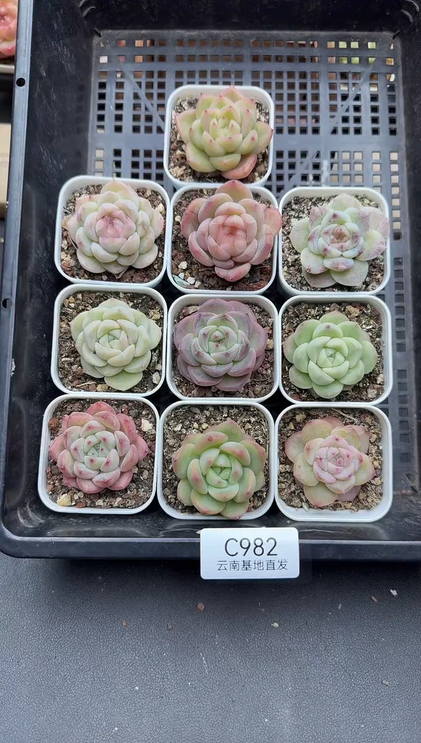 珍妮杂交多肉C982