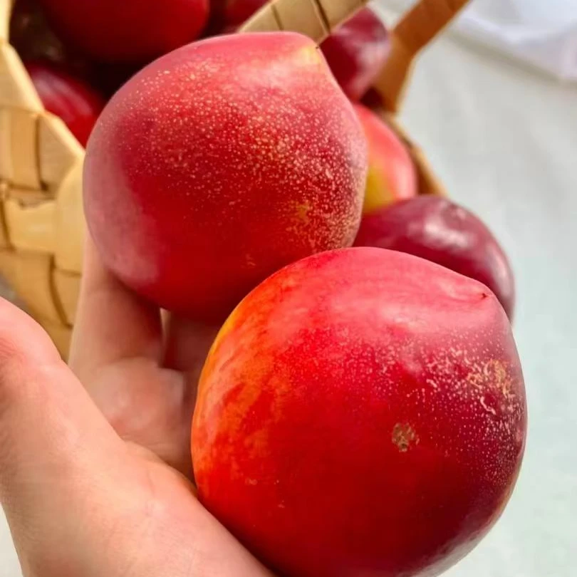 9  智利新鲜油桃  脆嫩多汁  净重4斤分装  【只发河南省】